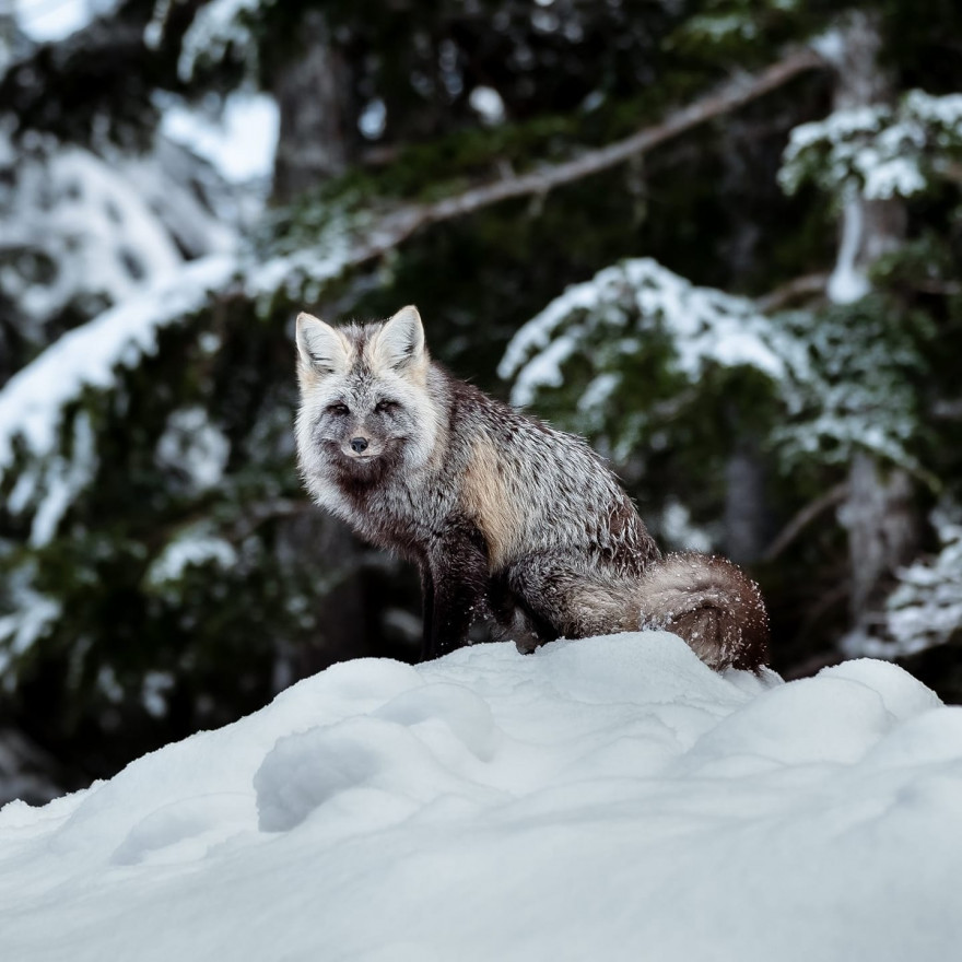 A white and grey fox is perched on a pile of snow with snow-covered trees in the background. 